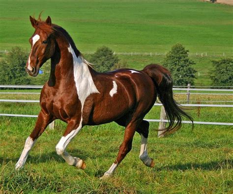 razas de caballos bonitas.